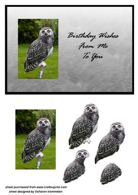 Young Snowy Owl Step by Step