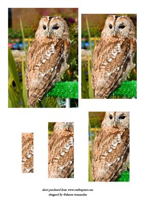 Tawny Owl Pyramid