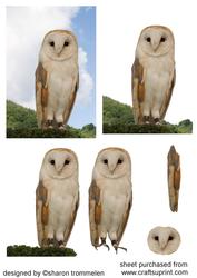 Barn Owl Step by Step