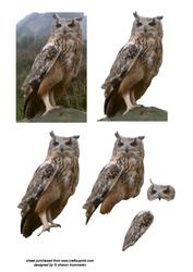 Eagle Owl Step by Step