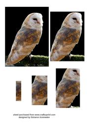 Barn Owl Pyramid
