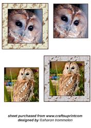 Tawny Owl Toppers