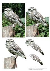 Little Owl Step by Step