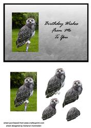 Young Snowy Owl Step by Step