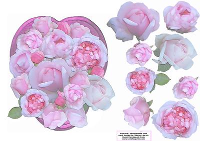 Pink Roses in Heart