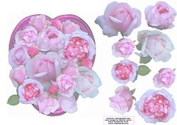 Pink Roses in Heart