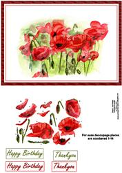 Stunning Red Field Poppies