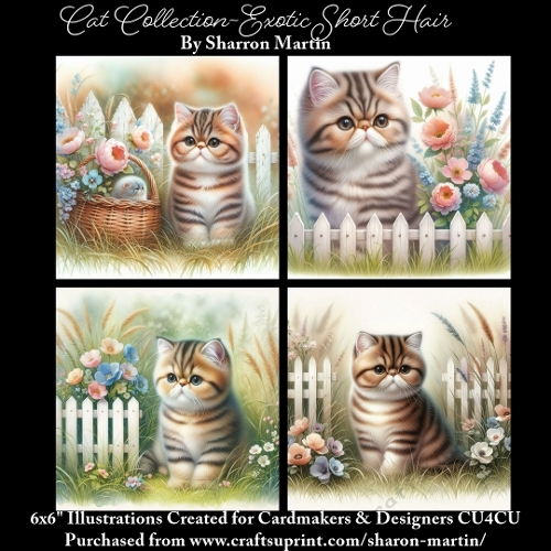 6x6 Cats Collection - Exotic Short Hair - Illustrations for Cardmaking & Designers