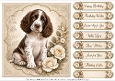 8x8 Springer Spaniel Quick Card Fronts with Sentiments