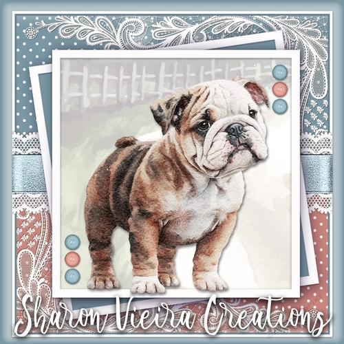 The Cute Bulldog KIT THREE 