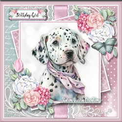Dalmatian KIT - Four