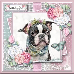 Boston Terrier KIT-ONE