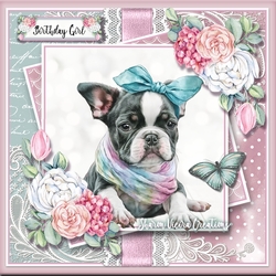 Boston Terrier KIT-TWO
