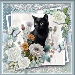 Just a gorgeou black cats KIT-ONE