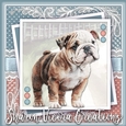 The Cute Bulldog KIT THREE