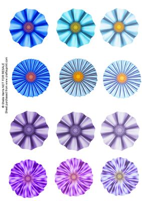 Blue and Purple Flowers
