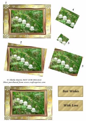Sweet Lily of the Valley