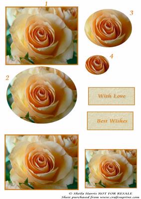 Apricot Rose in Bloom