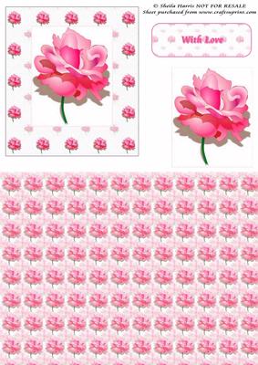 Beautiful Pink Rose