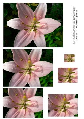 Pink Lily Pyramid