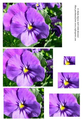 Pretty Pansy Pyramid
