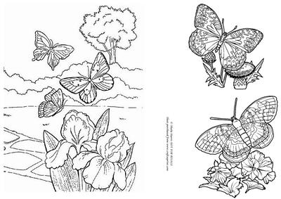 Beautiful Butterflies Digital Stamping Sheet