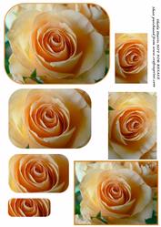 Apricot Rose