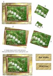 Sweet Lily of the Valley