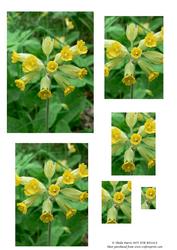 Cowslip Pyramid