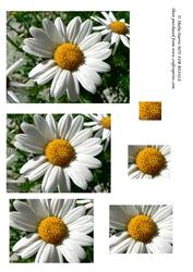 Daisy Pyramid