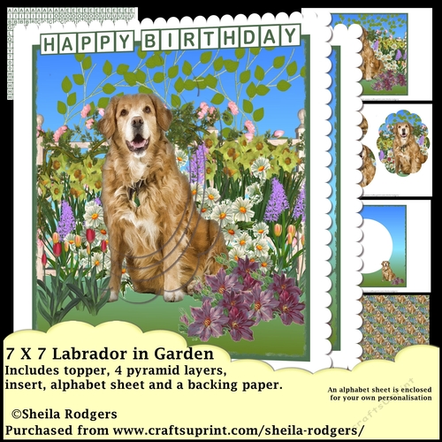 7x7 Labrador in Garden