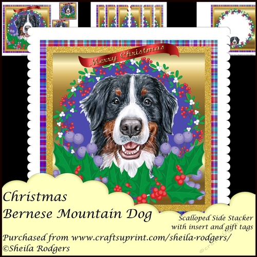 Christmas Bernese Mountain Dog