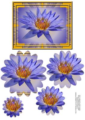 Blue Water Lily - Flower Pyramid