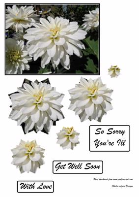 White Chrysanthemum Get Well Soon
