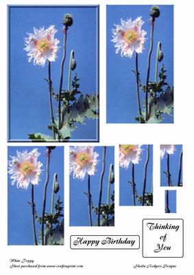 White Poppy