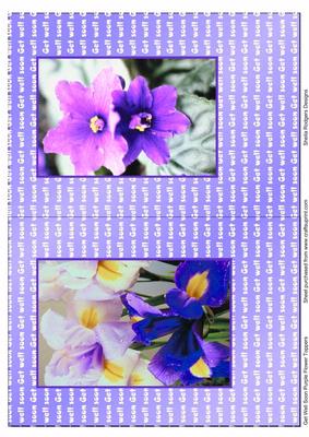 Get Well Soon Purple Flowers