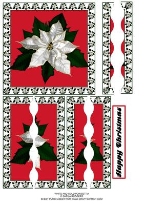 White and Gold Poinsettia