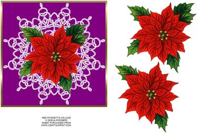 Red Poinsettia on Lace