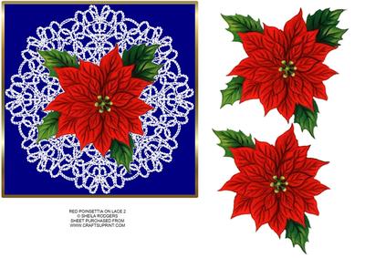 Red Poinsettia on Lace 2