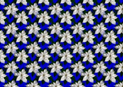 White Poinsettia on Blue
