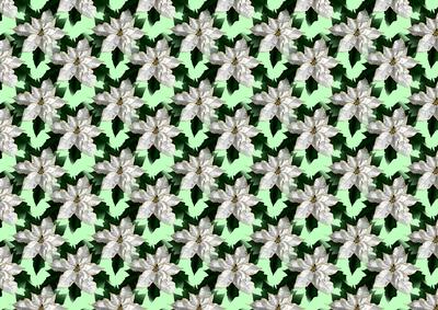 White Poinsettia on Green Background