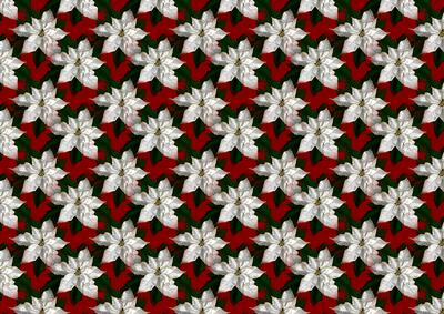 White Poinsettia on Red Background