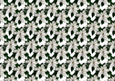 White Poinsettia on White Background