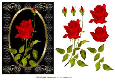 Red Rose on Black