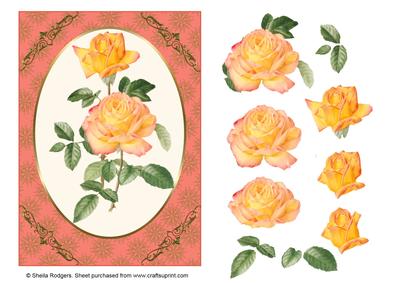 Sunblush Roses on Coral