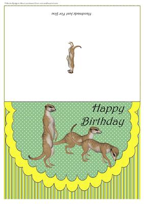 Scalloped Meerkats 2