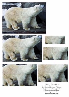 Walking Polar Bear