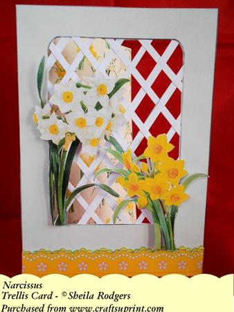 Narcissus - Trellis Card Kit
