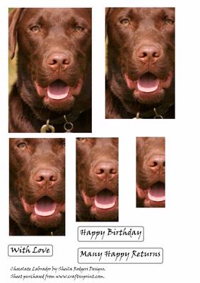 Chocolate Labrador