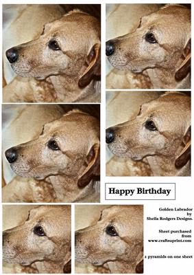 Golden Labrador